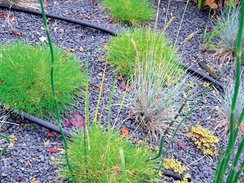 Linie kroplujące Linie kroplujące